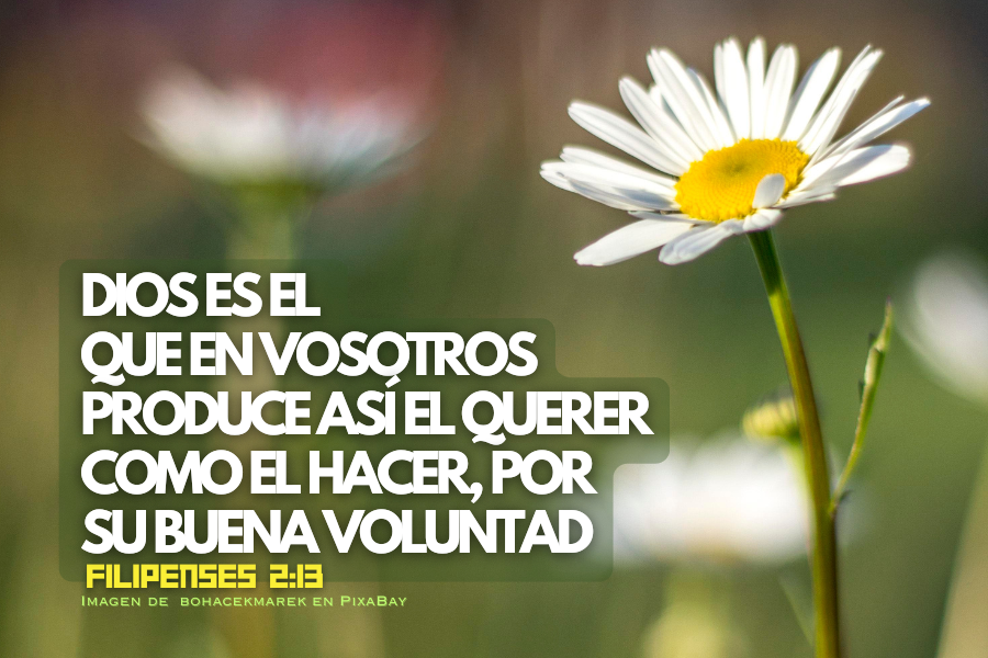 Dios es el que en vosotros produce así el querer como el hacer, por su buena voluntad.png