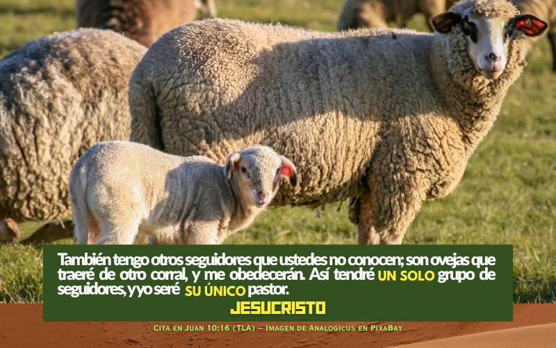 tengo otras ovejas que no están en este redil, también las debo traer. Ellas escucharán mi voz, y habrá un solo rebaño con un solo pastor. (800 x 500 px).png