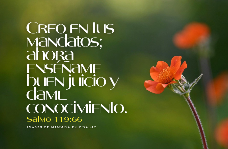 Creo en tus mandatos; ahora enséñame el buen juicio y dame conocimiento..png
