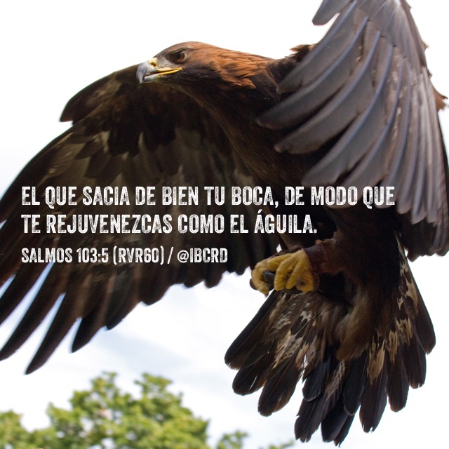 Salmos 103:5 El que sacia de bien tu boca De modo que te rejuvenezcas como  el águila. - Levanta tu vuelo águila!